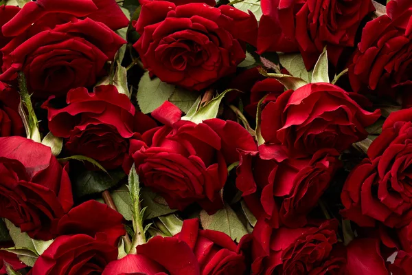 Rose rosse da vicino — Foto Stock