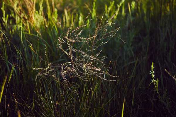 Trockenes Gras. Frühling — Stockfoto