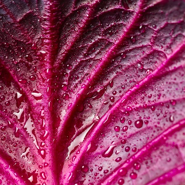 Drops of water on leaf. Red cabbage leaf — Stock Photo, Image