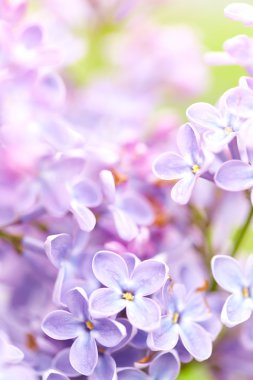 Beautiful lilac flowers clipart