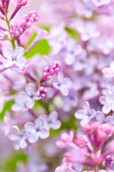 Flores de lilás perto — Fotografia de Stock