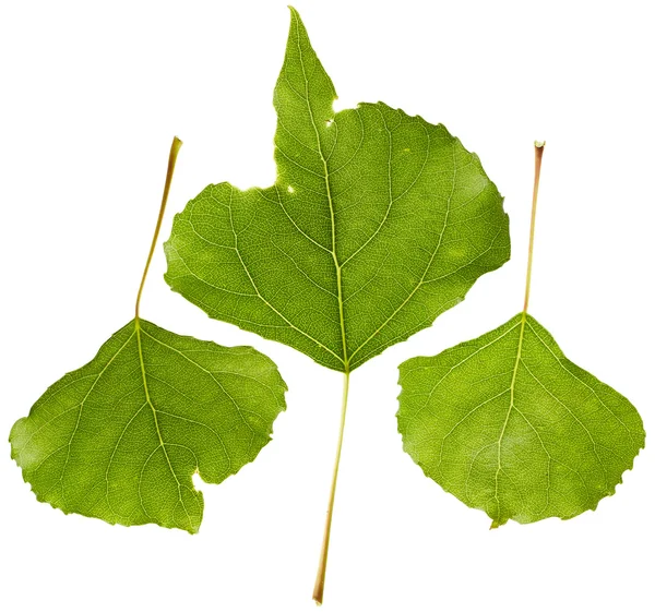 Poplar leaves isolated on white background — Stock Photo, Image