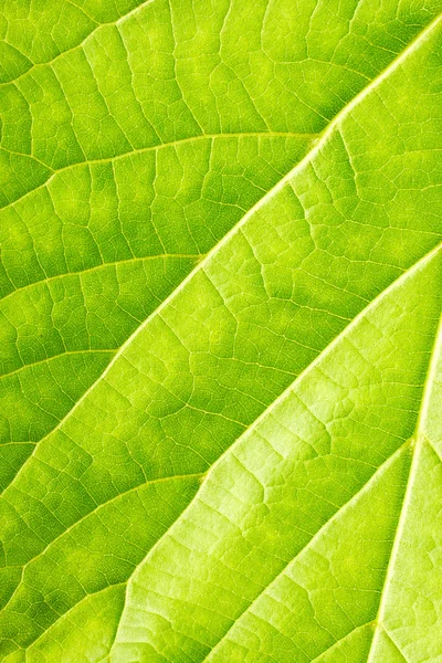 Grünes Blatt aus nächster Nähe — Stockfoto