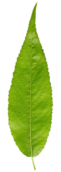 Leaf isolated on white background — Stock Photo, Image