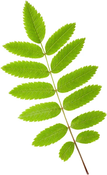 Foglia di acacia isolata su fondo bianco — Foto Stock