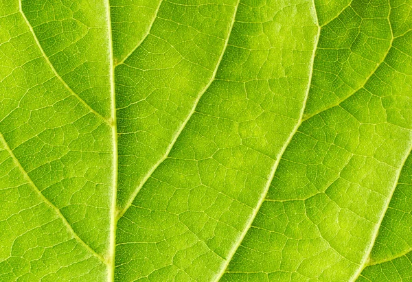 Zielony liść zbliżenie — Zdjęcie stockowe