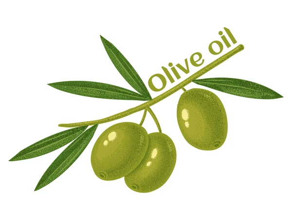 Olive verdi per olio — Vettoriale Stock