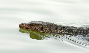 Varanus yaz günü suda. Nehirdeki kertenkeleyi izle.