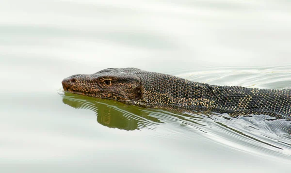 夏天的时候 瓦隆那在水里 河中的蜥蜴监测器 — 图库照片