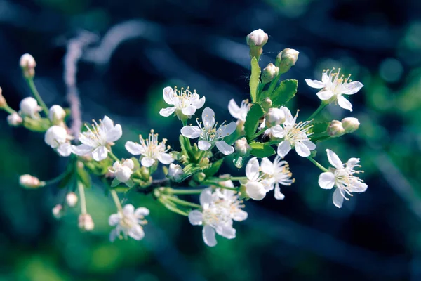 Blommor Körsbär Blommar Körsbärsblomma Våren — Stockfoto
