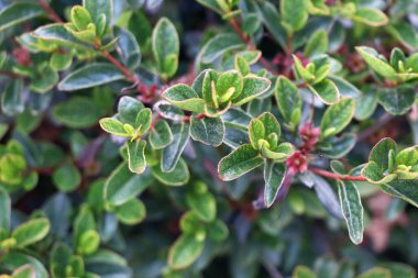 Yaz bahçesinde yeşil yapraklar var. Makro biçimli yeşil bitki.