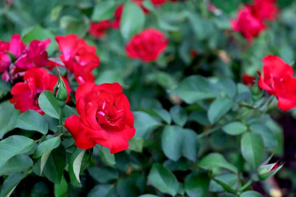 Red Roses Summer Garden Photography Red Rose Close — Stock Photo, Image