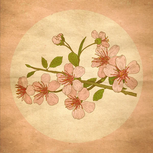 Ilustracja wiśniowe kwiaty — Zdjęcie stockowe