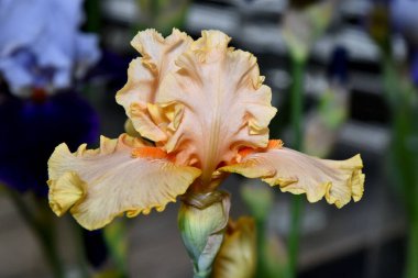  Çiçek Başlı Iris turuncu yakın plan