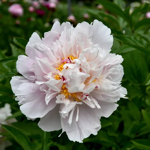 Blütenkopf Pion Rosa Großaufnahme — Stockfoto