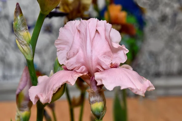 Testa Fiore Iris Rosa Primo Piano — Foto Stock