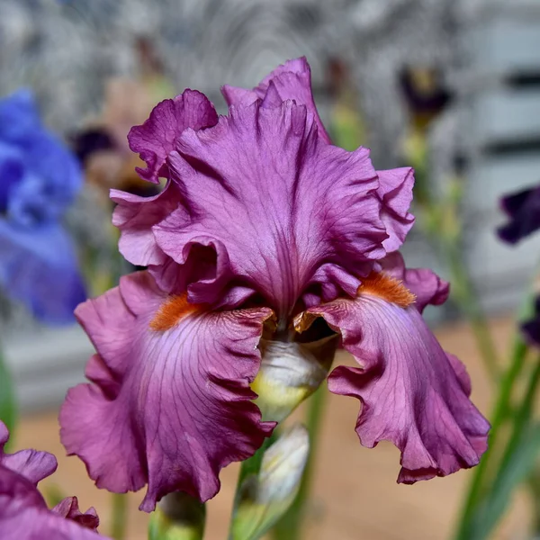 Kwiat Głowy Iris Liliowy Zbliżenie — Zdjęcie stockowe