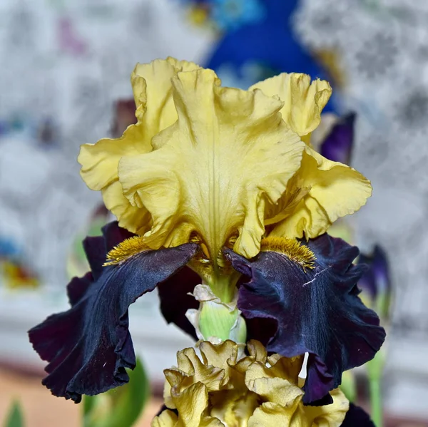 Květinová Hlava Iris Žlutá Zblízka — Stock fotografie