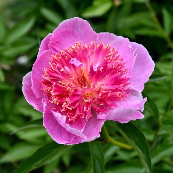 Flor Cabeça Pion Rosa Close — Fotografia de Stock