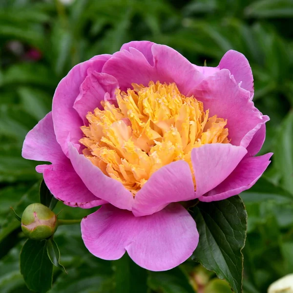 Flor Cabeza Pion Rosa Primer Plano —  Fotos de Stock