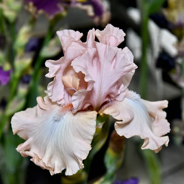 Flower Head Iris Розовый Крупный План — стоковое фото