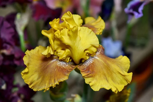 Kwiat Głowy Iris Żółty Zbliżenie — Zdjęcie stockowe