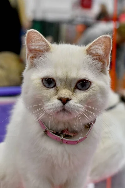 Ngiliz Soyundan Beyaz Bir Kedi Yavrusunun Portresi — Stok fotoğraf