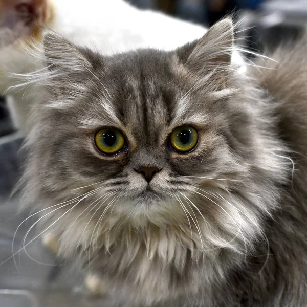 Portrait Long Haired Kitten British Breed — Stock Photo, Image