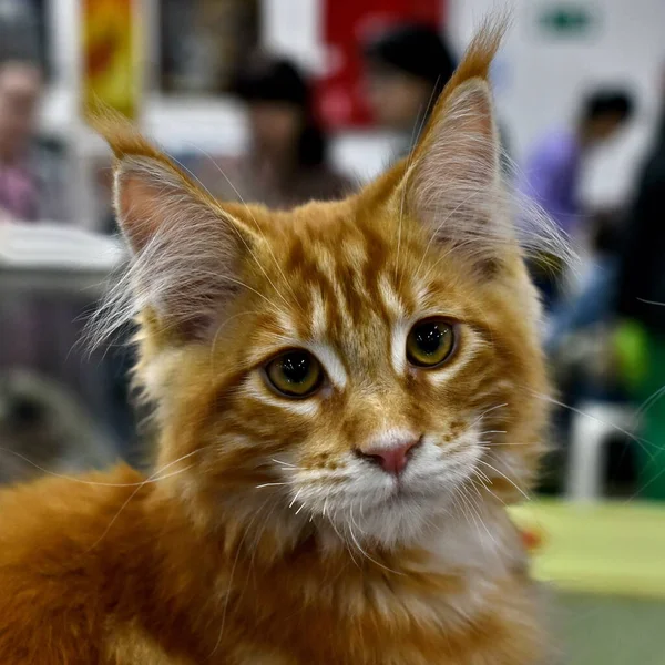 Red Kitten Maine Coon Breed — Stock Photo, Image