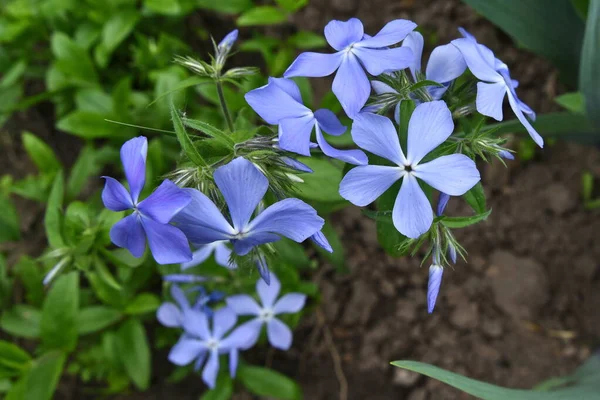 Букет Голубых Цветков Флокса — стоковое фото