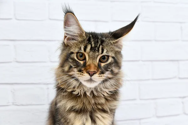 Young Maine Coon Marble Color — Stock Photo, Image