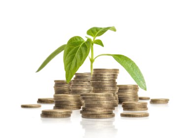 Young green sprout growing from pile of coins. Business and success concept