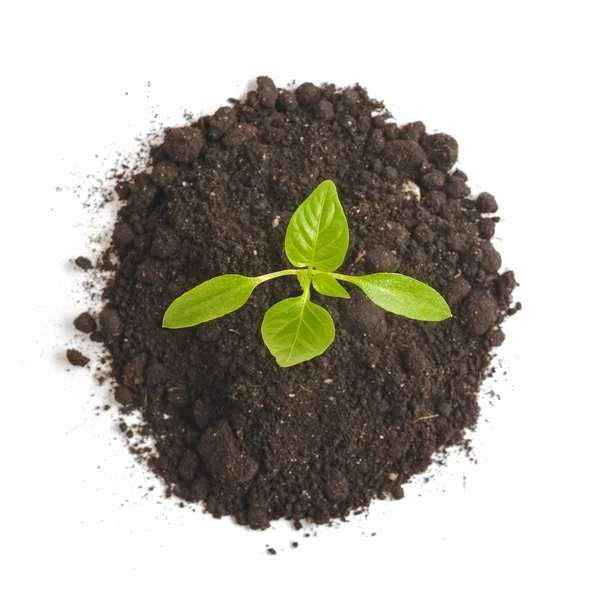 Green sprout plants growing from heap of soil, isolated on a white background. Ecology and hope — Stock Photo, Image