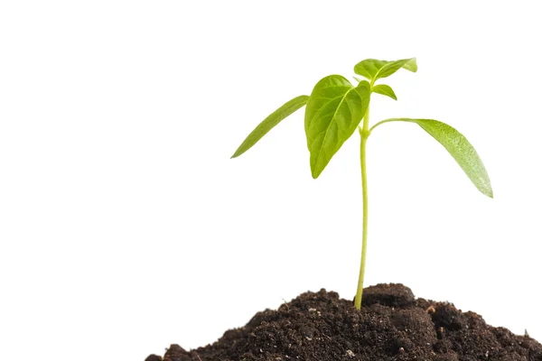 Plantas de brotes verdes que crecen de un montón de tierra, aisladas sobre un fondo blanco. Ecología y esperanza —  Fotos de Stock