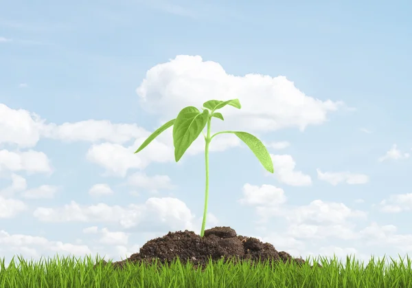 Brote verde que crece desde el suelo. El principio del concepto de algo nuevo . —  Fotos de Stock