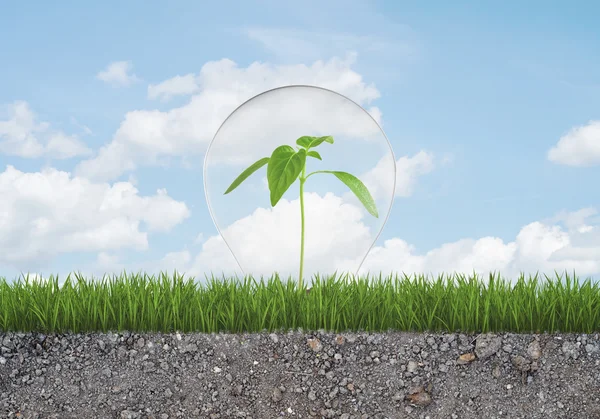 Green sprout in light bulb grows from grass on ground with small stones. — Stock Photo, Image