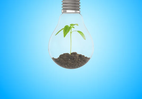 Broto verde cresce do chão em lâmpada no fundo azul — Fotografia de Stock