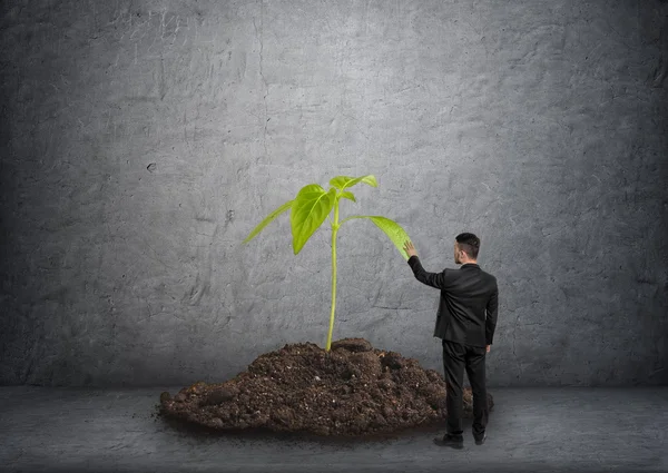 Back view of businessman touching big plant in soil — Stock Photo, Image