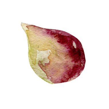 İncir Illustration. Beyaz arka plan üzerine elle çizilmiş suluboya.