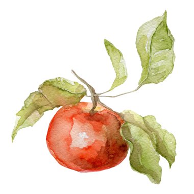 Beyaz arkaplanda suluboya elma