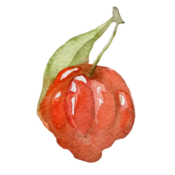 Watercolor Tropical fruit also called Pitanga hand drawn — Stock Photo, Image