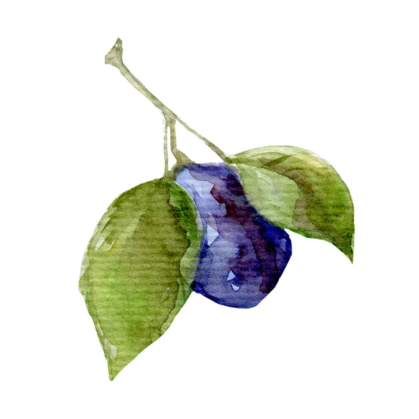 Ilustração de ameixa de fruto Pintura a aquarela desenhada à mão em branco — Fotografia de Stock
