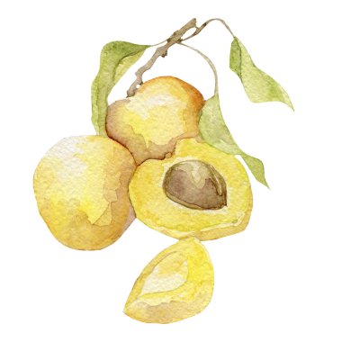 Beyaz güzel suluboya kayısı 