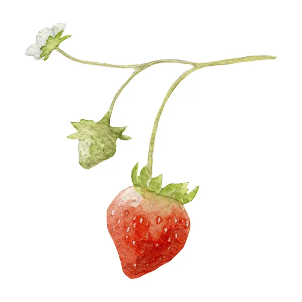 화이트에 벡터 수채화 딸기 지점 — 스톡 사진