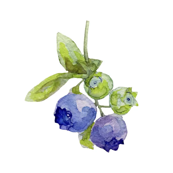 Blueberries with leaves, watercolor illustration — Stock Photo, Image