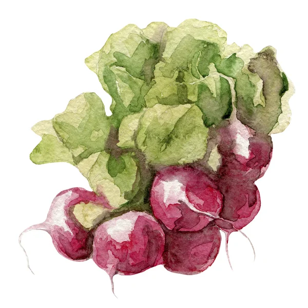 Small garden radish isolated, watercolor painting — Stock Photo, Image