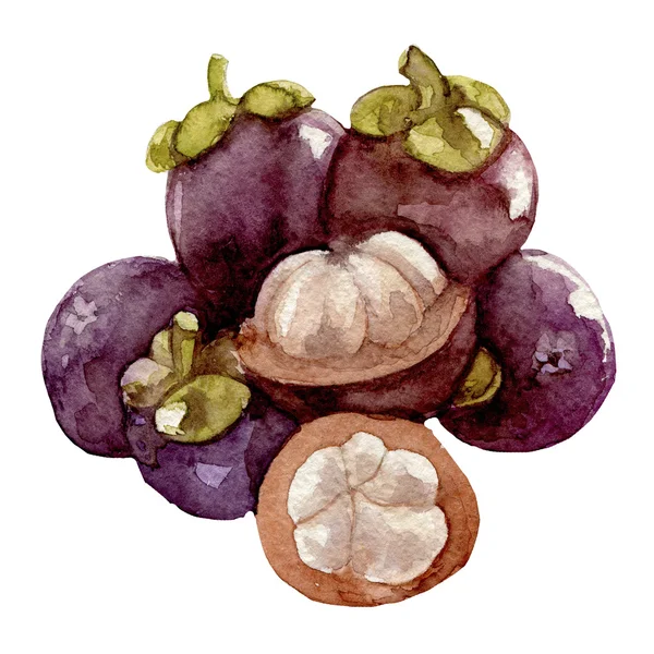 Mangosteen. Watercolor illustration. — Stock Photo, Image