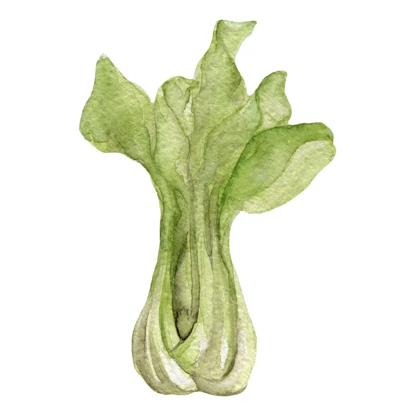 白菜の水彩イラスト — ストック写真