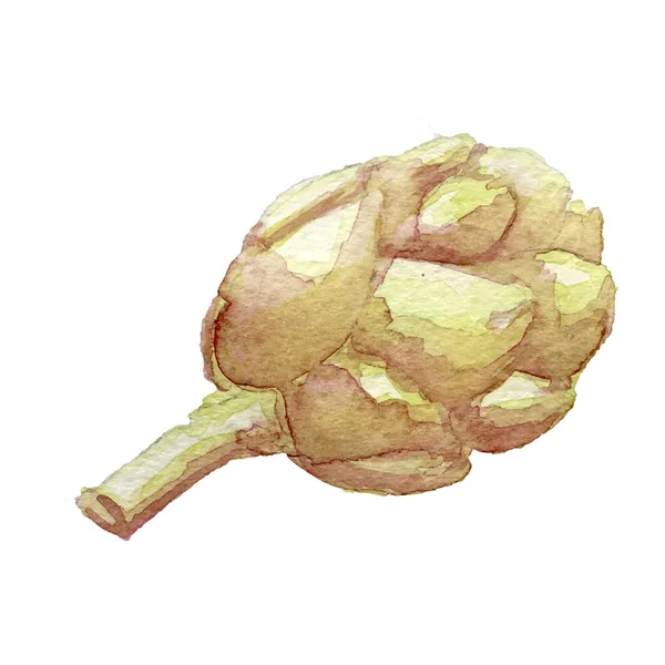 Dibujo vectorial acuarela de una alcachofa — Archivo Imágenes Vectoriales