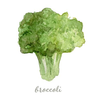 Watercolor broccoli - hand painted vector